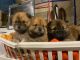 Chow Chow Puppies for sale in St Clair, MO 63077, USA. price: $900