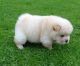 Chow Chow Puppies for sale in Aurora, Colorado. price: $650
