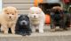 Chow Chow Puppies for sale in Grand Rapids, Michigan. price: $500