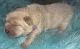 Chow Chow Puppies for sale in Mountain View, HI, USA. price: NA