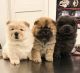 Chow Chow Puppies for sale in Detroit, Michigan. price: $400