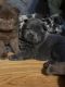 Chow Chow Puppies for sale in Dearborn Heights, Michigan. price: NA