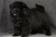 Chow Chow Puppies for sale in Raleigh, North Carolina. price: $450