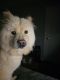 Chow Chow Puppies for sale in Duncan, South Carolina. price: $200