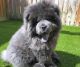 Chow Chow Puppies for sale in Akron, Ohio. price: $800