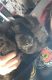 Chow Chow Puppies for sale in Altoona, Pennsylvania. price: NA