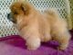 Chow Chow Puppies for sale in Oklahoma City, OK, USA. price: NA