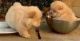 Chow Chow Puppies for sale in Madison, WI, USA. price: NA