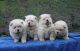 Chow Chow Puppies for sale in Nashville, TN, USA. price: NA