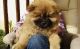 AKC Chow chow puppies for sale