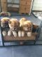Chow Chow Puppies for sale in North Lanarkshire, UK. price: 500 GBP