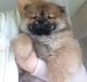 Chow Chow Puppies for sale in London, UK. price: 500 GBP