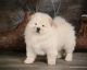 Chow Chow Puppies for sale in Madison, WI, USA. price: NA
