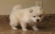 Chow Chow Puppies for sale in Milwaukee, WI, USA. price: NA
