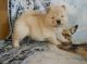 bnmbnbn Chow Chow Puppies for Sale
