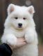 Chow Chow Puppies for sale in Lobelville, TN 37097, USA. price: NA