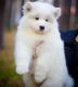 Chow Chow Puppies for sale in Lobelville, TN 37097, USA. price: NA