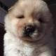 Chow Chow Puppies for sale in Maryland Heights, MO, USA. price: $600