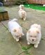 Chow Chow Puppies for sale in Atlanta, GA, USA. price: $300