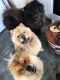Chow Chow Puppies for sale in Bath Springs, TN 38311, USA. price: NA