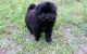 Chow Chow Puppies for sale in Atlanta, GA, USA. price: $350