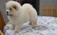Chow Chow Puppies for sale in Atlanta, GA, USA. price: $350