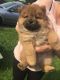 Chow Chow Puppies for sale in Honolulu, HI 96826, USA. price: $650