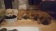 Chow Chow Puppies for sale in Honolulu, HI, USA. price: $400
