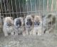Chow Chow Puppies for sale in Milwaukee, WI, USA. price: NA