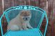 Chow Chow Puppies for sale in Chickasha, OK, USA. price: NA