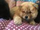 Chow Chow Puppies for sale in Tampa, FL, USA. price: NA