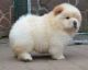 Chow Chow Puppies for sale in Nashville, TN 37246, USA. price: NA