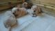 Chow Chow Puppies for sale in Fernandina Beach, FL 32035, USA. price: NA