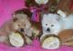 Chow Chow Puppies for sale in Manitowoc, WI 54220, USA. price: NA
