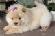 Chow Chow Puppies for sale in Florissant, MO, USA. price: $500