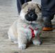 Chow Chow Puppies for sale in Honolulu, HI, USA. price: $500