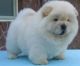 Chow Chow Puppies for sale in St. Louis, MO, USA. price: $400