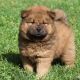 Chow Chow Puppies for sale in Panacea, FL 32346, USA. price: NA