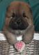 Chow Chow Puppies for sale in Panacea, FL 32346, USA. price: NA