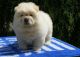 Chow Chow Puppies for sale in Queen City, MO 63561, USA. price: $500