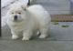 Chow Chow Puppies for sale in Elliottville, KY 40317, USA. price: $500