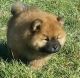 Magnificent Chow Chow Puppies available