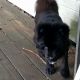 Chow Chow Puppies for sale in Dunlap, TN 37327, USA. price: NA