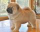 Chow Chow Puppies for sale in Kansas City, MO, USA. price: NA