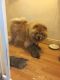 Chow Chow Puppies for sale in Dallas, TX 75204, USA. price: NA
