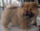 Chow Chow Puppies for sale in Green Bay, WI, USA. price: NA