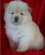 Chow Chow Puppies for sale in Buechel, KY 40218, USA. price: $500