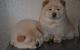 Chow Chow Puppies for sale in Flint, MI 48504, USA. price: $500