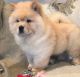 Chow Chow Puppies for sale in Lansing, MI 48912, USA. price: $500