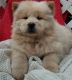 Chow Chow Puppies for sale in Madison, WI 53707, USA. price: NA